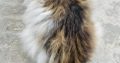 Triple Coat Persian Cat Male For Sale