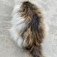 Triple Coat Persian Cat Male For Sale