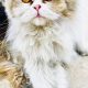 Triple Coat Persian Cat Male For Sale