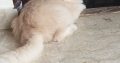 Persian triple coated cats for sale in Islamabad