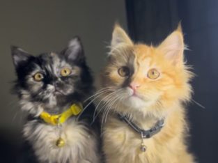 Pair of Persian Kittens