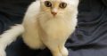 Persian white male cat