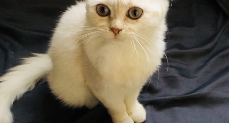 Persian white male cat