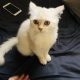 Persian white male cat