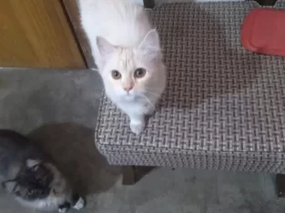 Cute Persian kitten Pair