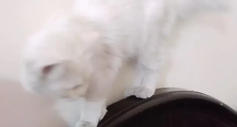 Cute Persian kitten Pair