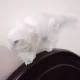 Cute Persian kitten Pair