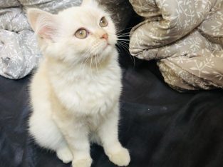 Persian white male cat