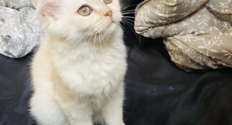 Persian white male cat