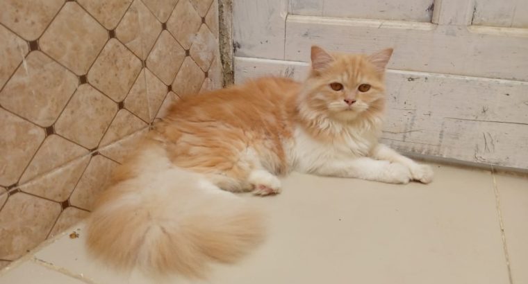 Pure Persian Female Cat