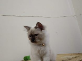 Persian Himalayan Kitten