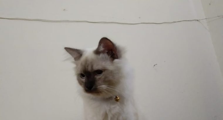 Persian Himalayan Kitten