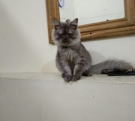 Persian Smoke Kitten (Male)