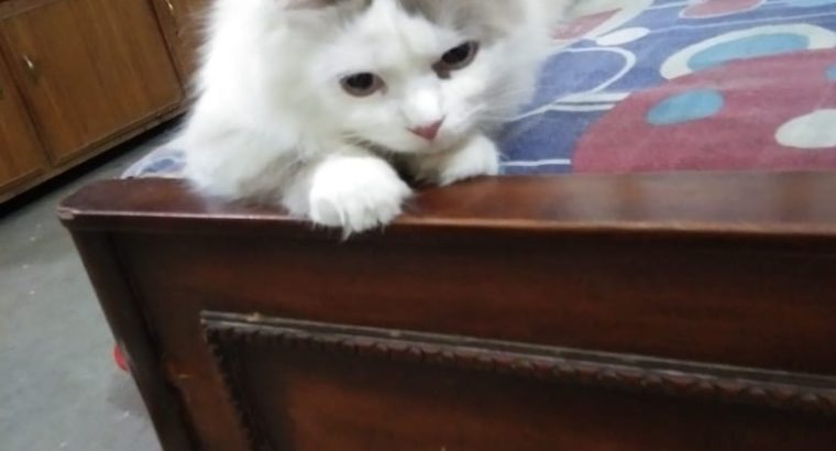 Persian Male Kitten (Ragdoll)