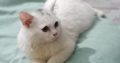 Persian white male cat