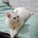 Persian white male cat