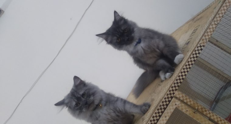 Persian Smoke Kitten (Male)