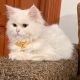 Persian doll face kittens female