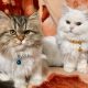 Persian doll face kittens female