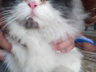 Persian beard cat for sale