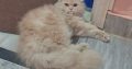 Pure Persian Male Cat Triple Coated for sale