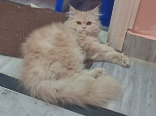 Pure Persian Male Cat Triple Coated for sale