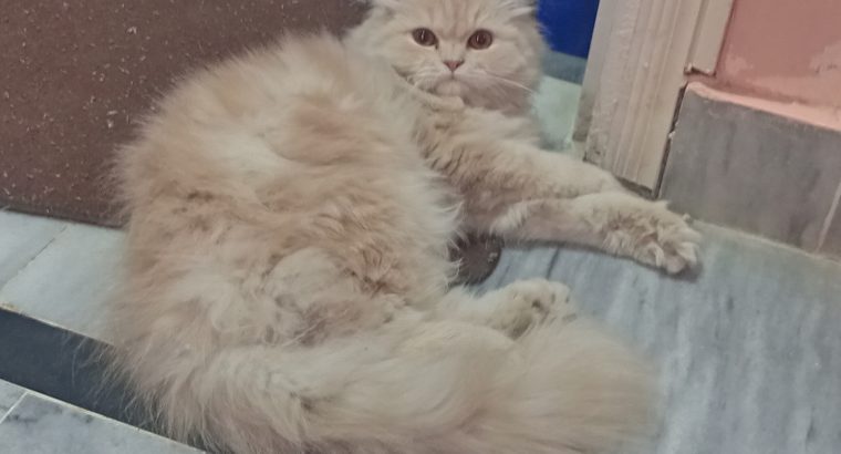 Pure Persian Male Cat Triple Coated for sale