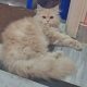 Pure Persian Male Cat Triple Coated for sale