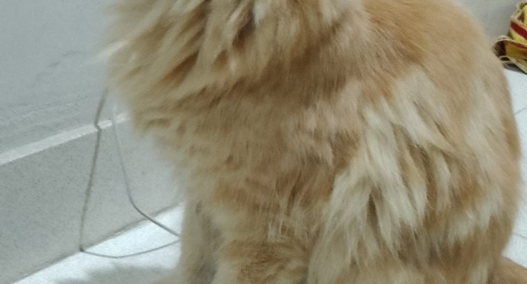 Male Persian cat