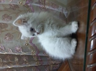 White Persian Cat