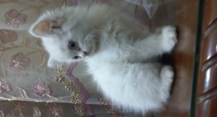 White Persian Cat