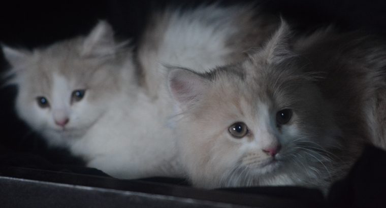 White and Skin Persian