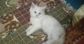 I am selling my cute female persian cat age 3 mont