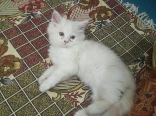 I am selling my cute female persian cat age 3 mont