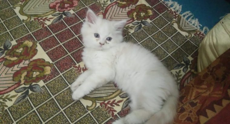 I am selling my cute female persian cat age 3 mont