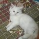 I am selling my cute female persian cat age 3 mont