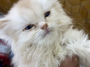 Triple coat female persian white