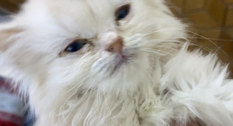 Triple coat female persian white