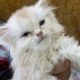 Triple coat female persian white