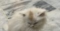 Triple coat female persian white