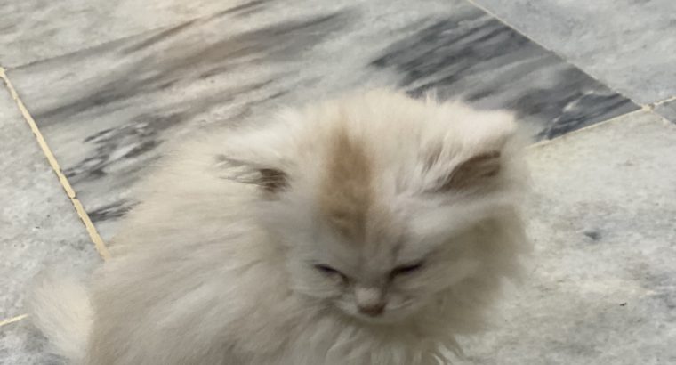 Triple coat female persian white