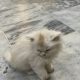 Triple coat female persian white