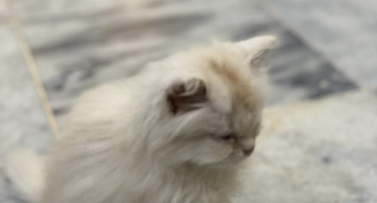 Triple coat female persian white