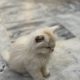 Triple coat female persian white