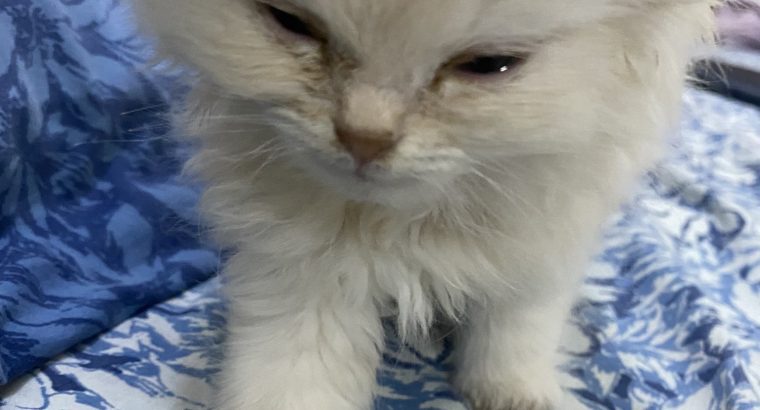 Triple coat female persian white