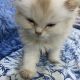 Triple coat female persian white