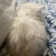 Triple coat female persian white