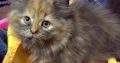 Persian kitten for sell 3 coated layers ash gray