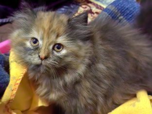 Persian kitten for sell 3 coated layers ash gray