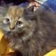 Persian kitten for sell 3 coated layers ash gray